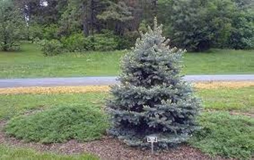 Baby Blue Eyes Spruce #5 15"-18" AVAILABLE SPRING OF 2024