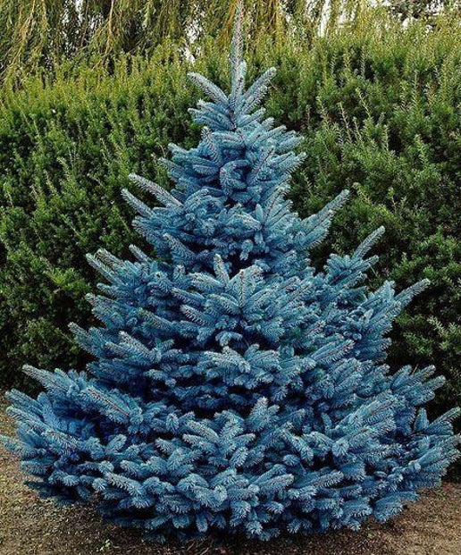 Colorado Blue Spruce #5-Super 24"-30" AVAILBLE SPRING OF 2024