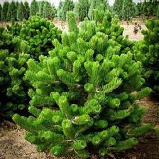 Austrian Pine #5 24"-30" NOW TAKING PRE-ORDERS FOR SPRING 2025