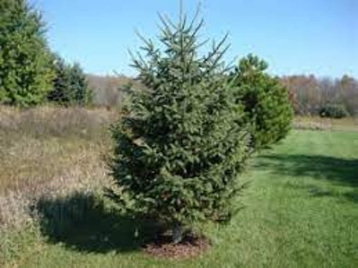 Black Hills Spruce #5-Super 24"-30" DEER RESISTANT AVAILABLE SPRING OF 2024